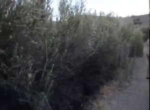 Секс на природе с бомбезной тёлочкой